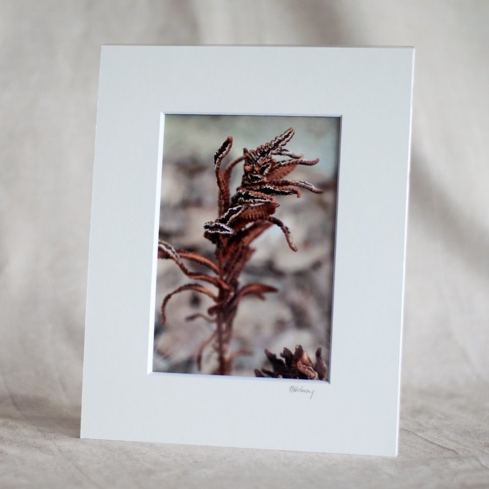 "Frozen Fern" 5x7 Photography Print